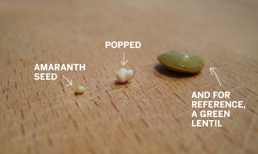 Amaranth, puffed &amp; Lentil for size